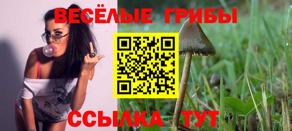 дарнет шоп  Вход с VPN  Сунжа  Псилоцибиновые грибы мухоморы 